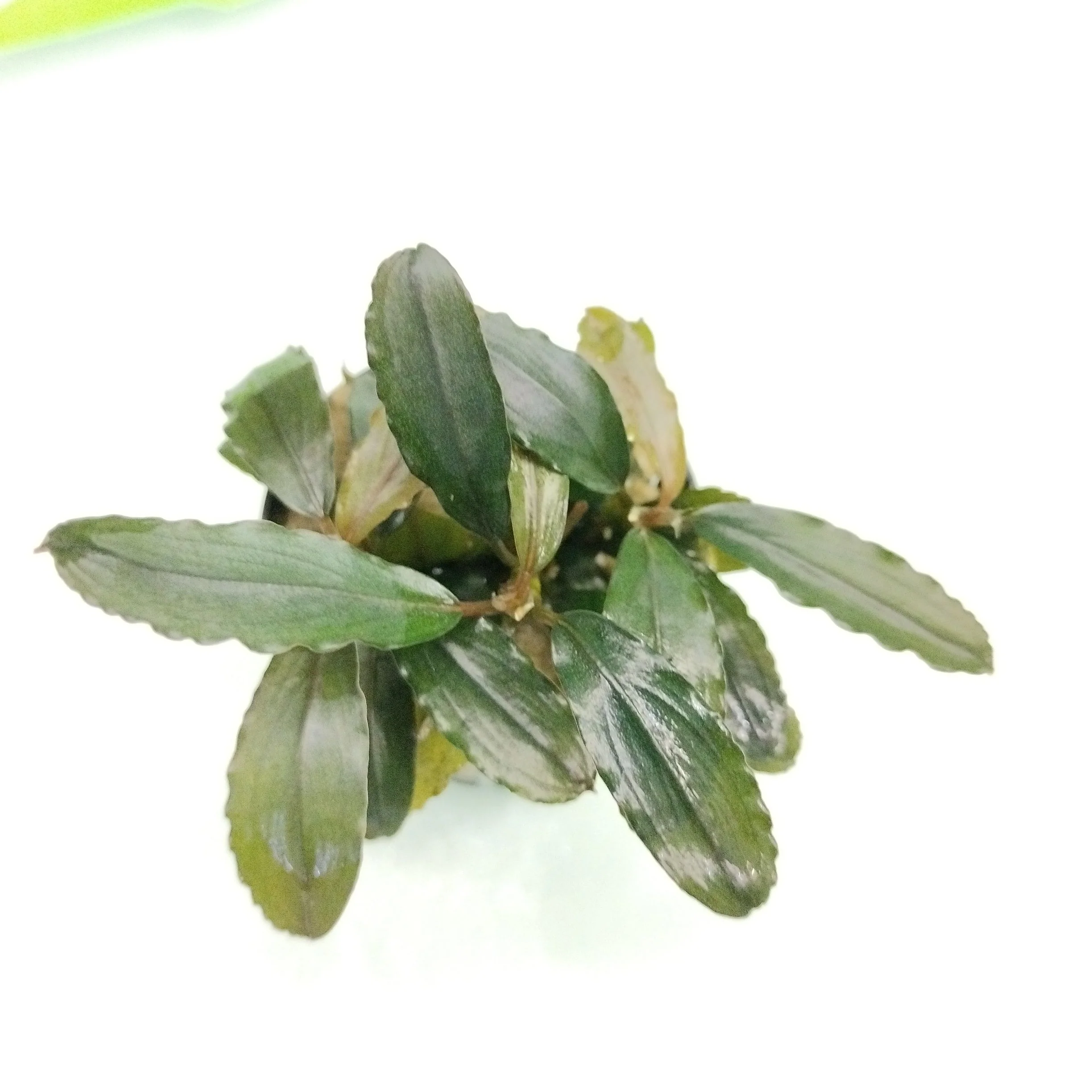 TCulture Bucephalandra Brownie Pink (Pot) - Image 2