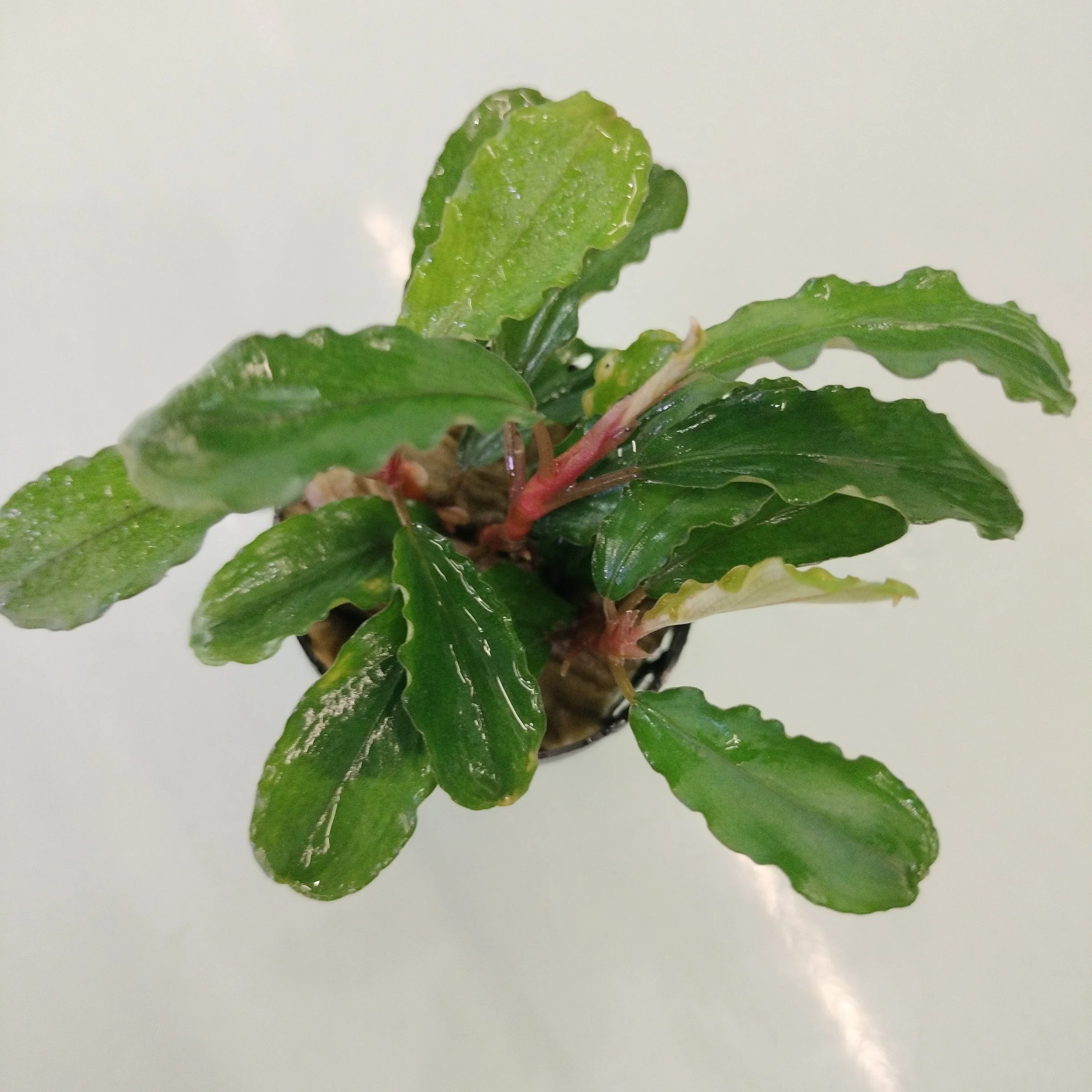 TCulture Bucephalandra Claudia (Pot) - Image 2