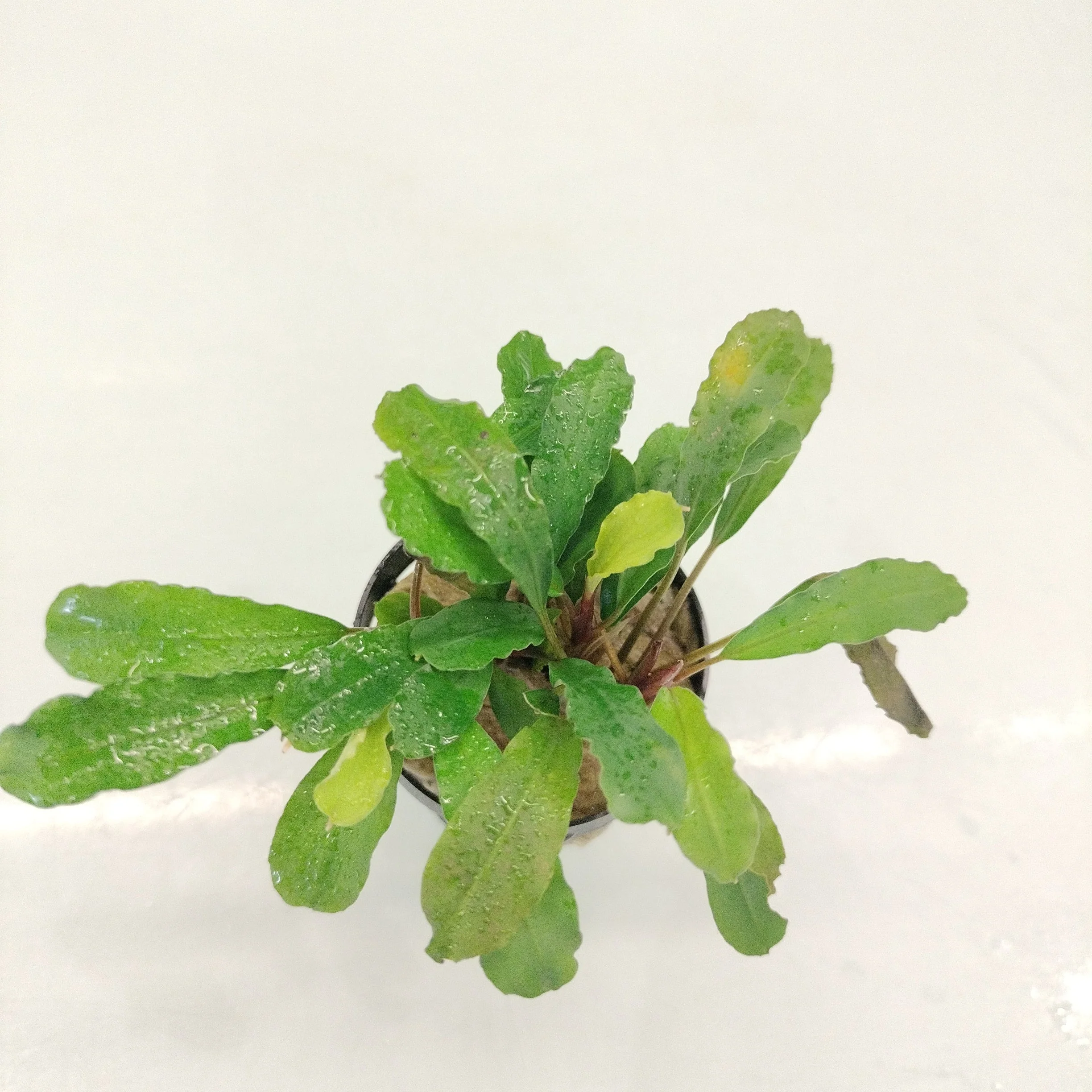TCulture Bucephalandra Green Gecko (Pot) - Image 2