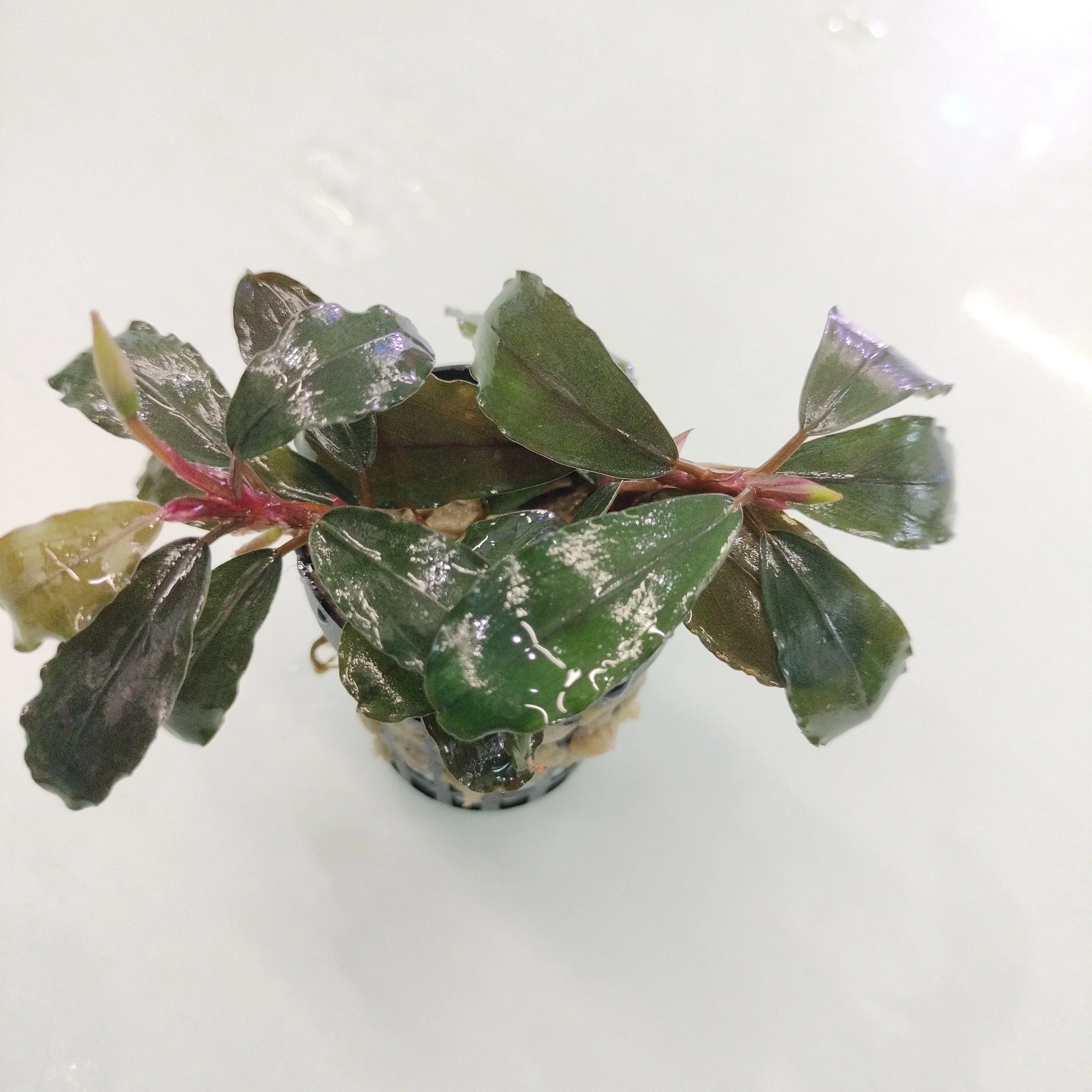 TCulture Bucephalandra Maia (Pot) - Image 2
