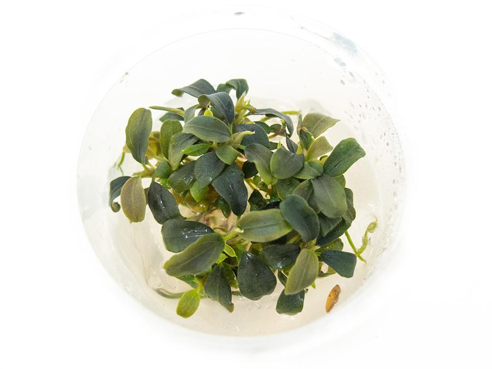 TCulture Bucephalandra Brownie Purple (TC Cup)