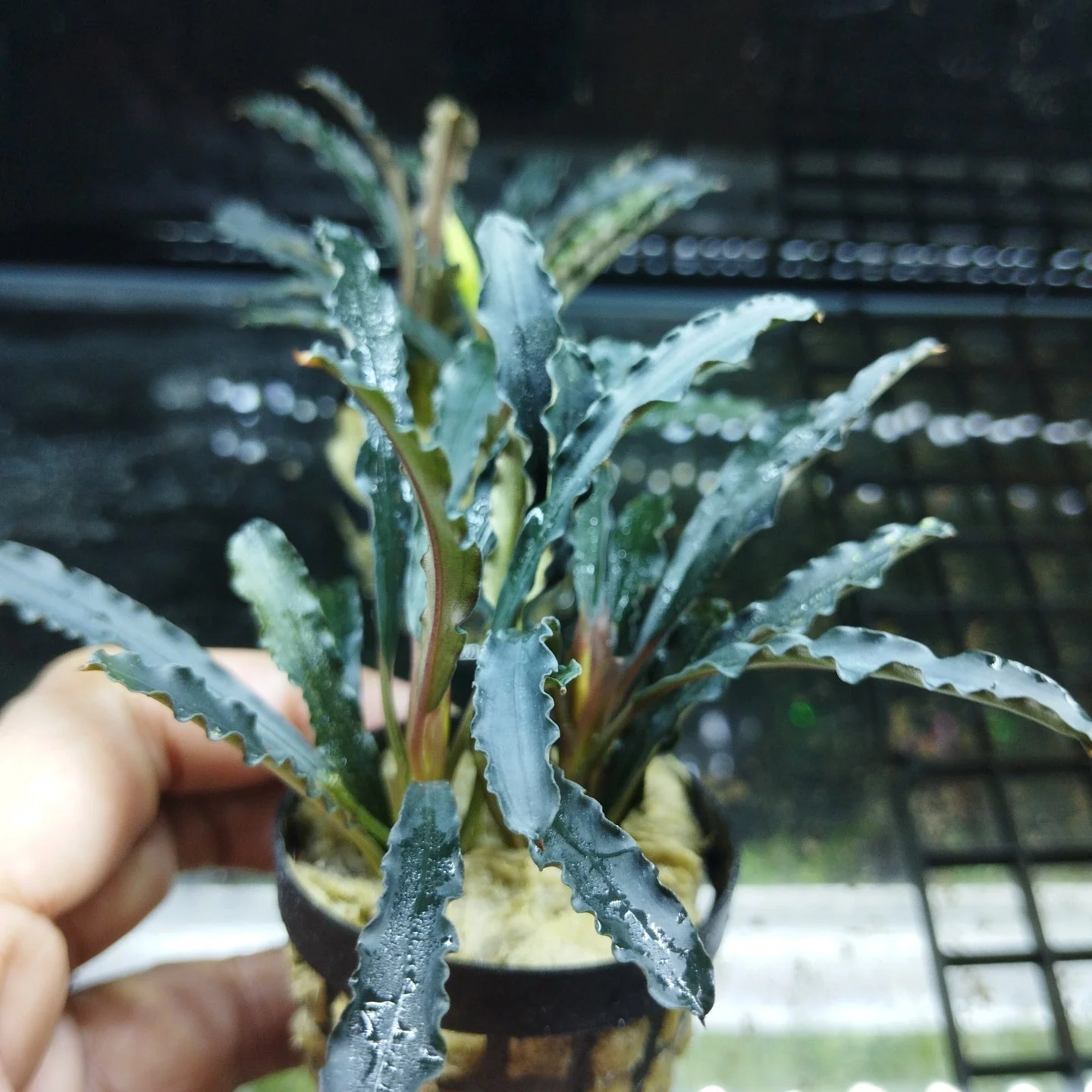 TCulture Bucephalandra Catherine   (Pot) - Image 2