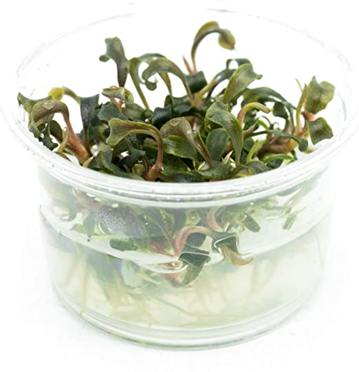 TCulture Bucephalandra Kedakang (Pot/TC Cup) - Image 2