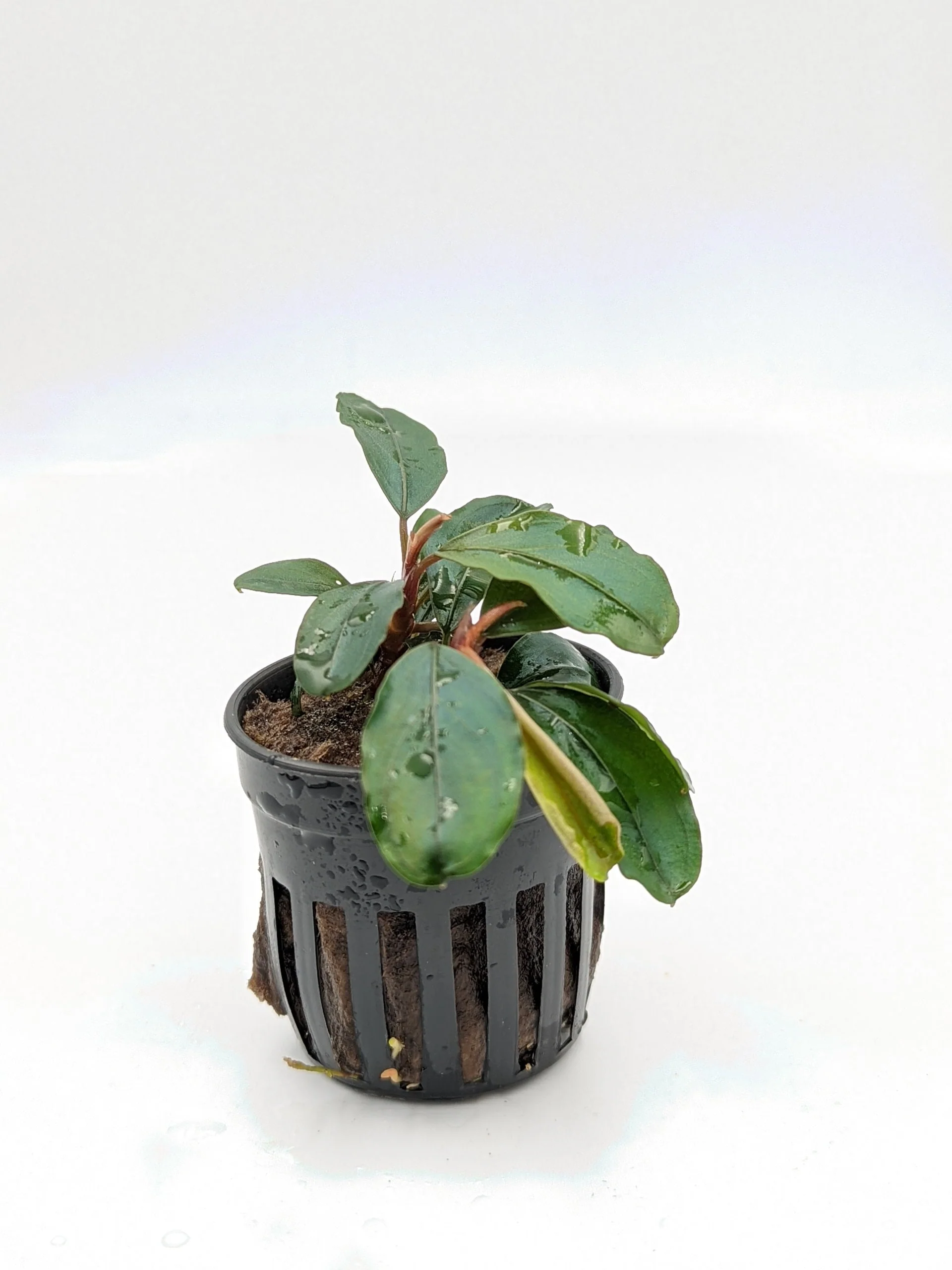 TCulture Bucephalandra Theia (Pot) - Image 2