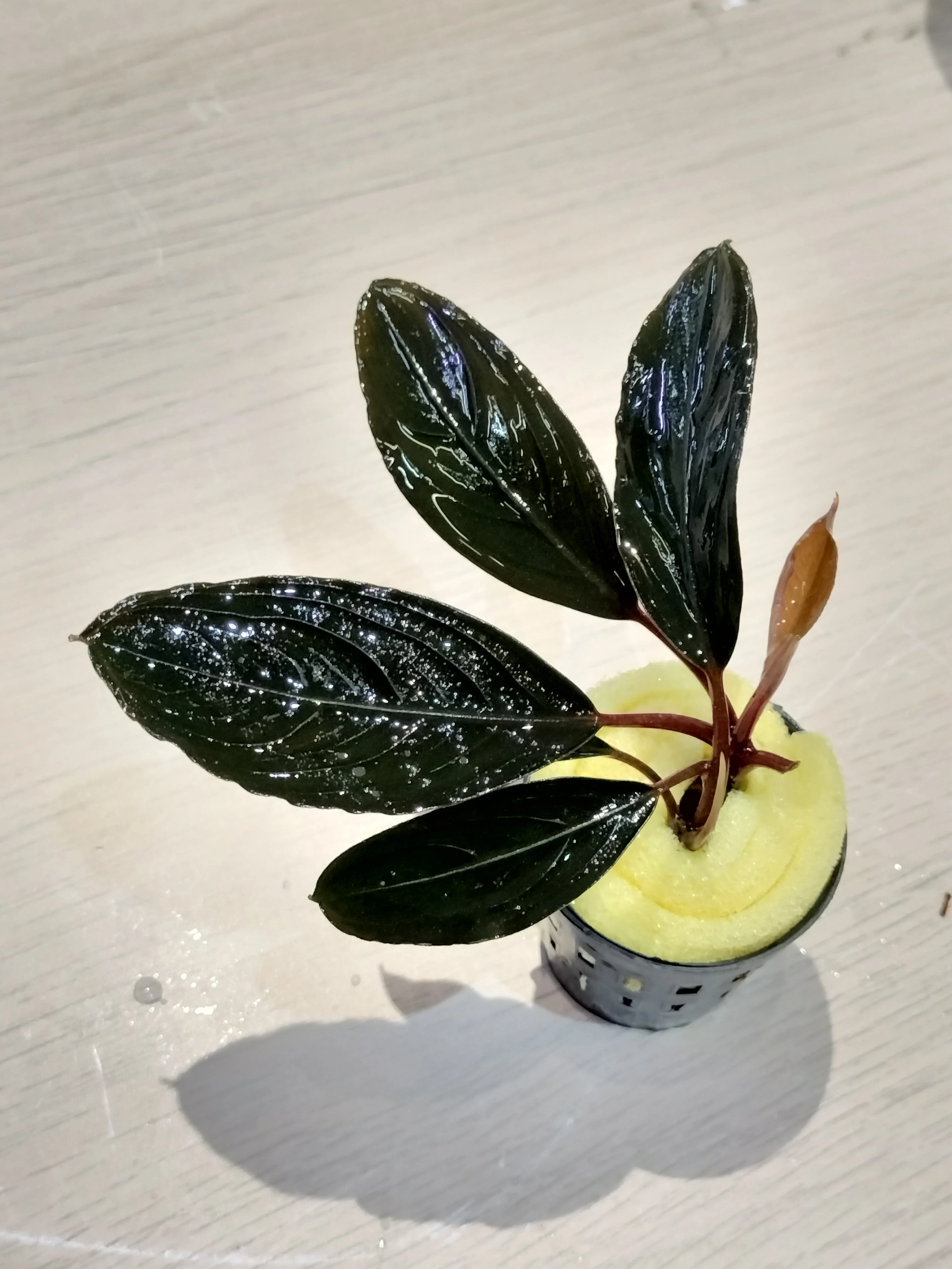 TCulture Buchepalandra SK Dark (Pot) - Image 2