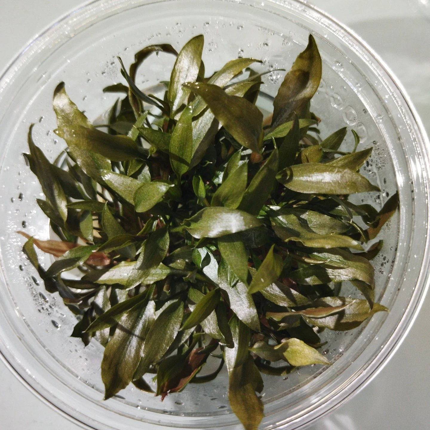 TCulture Cryotocoryne Petchii (TC Cup) - Image 2
