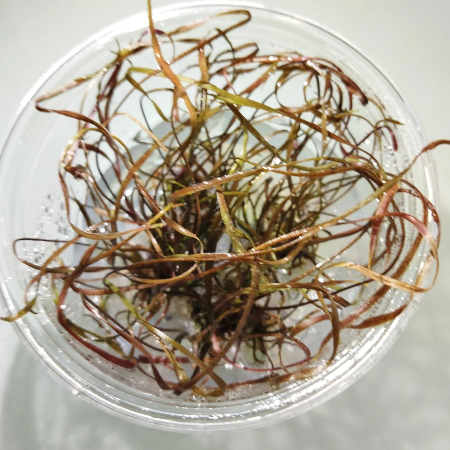 TCulture Cryotocoryne tonkinesis (TC Cup)