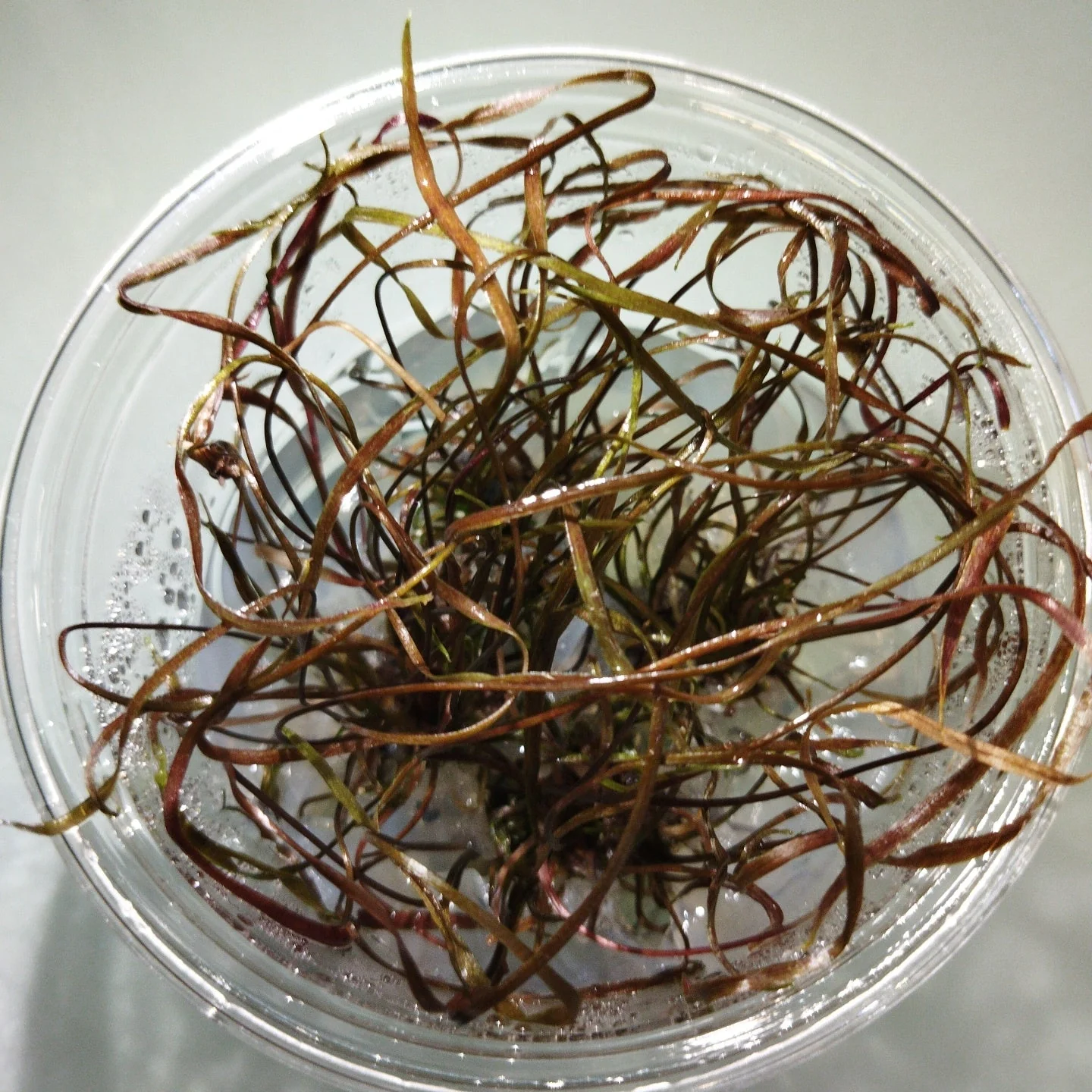 TCulture Cryotocoryne tonkinesis (TC Cup) - Image 2