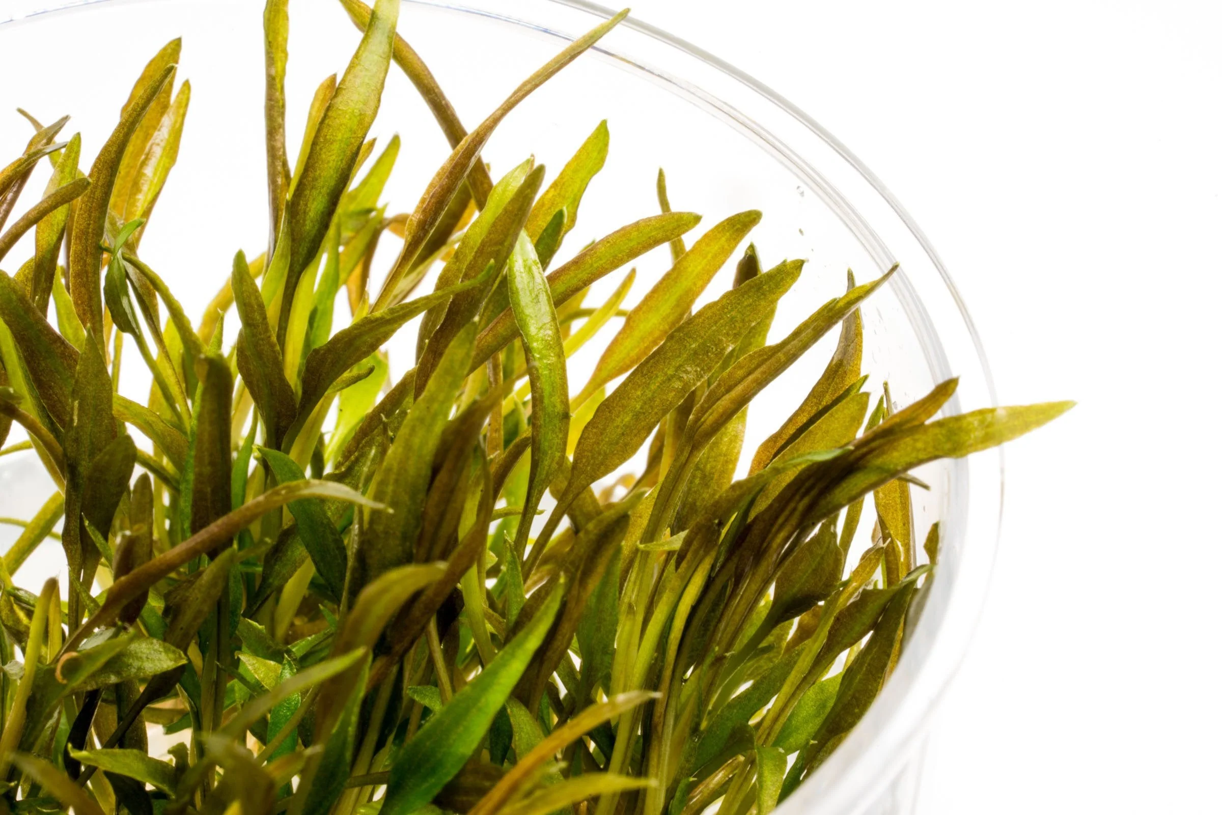 TCulture Cryptocoryne Axelrodi (TC cup) - Image 2