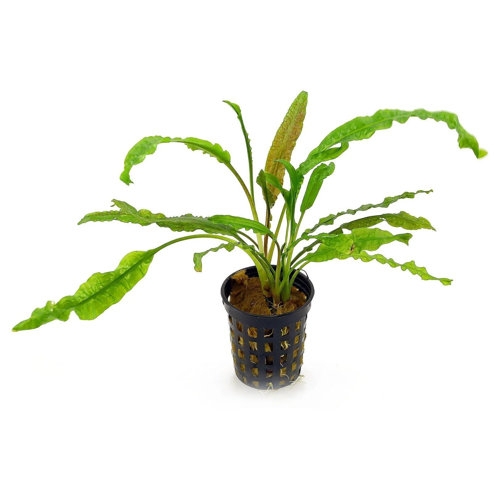 TCulture Cryptocoryne Crispatula var. Balansae (Pot)