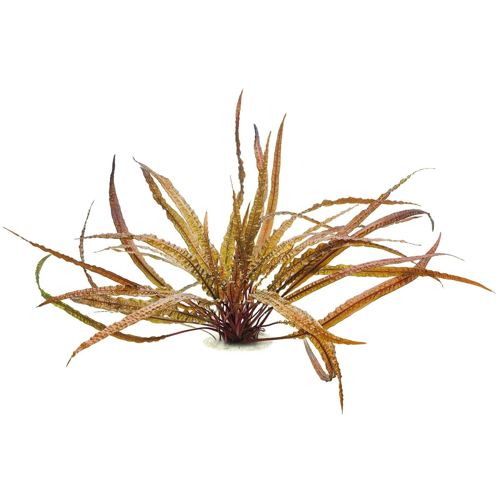 TCulture Cryptocoryne Crispatula var. Balansae (Pot) - Image 2