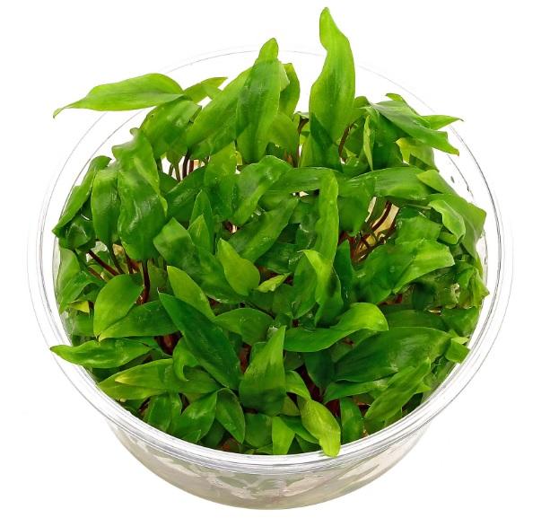 TCulture Cryptocoryne Becketii (Pot/TC Cup) - Image 2