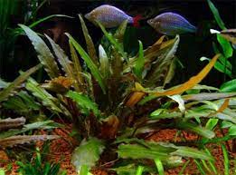 TCulture Cryptocoryne Becketii (Pot/TC Cup) - Image 3
