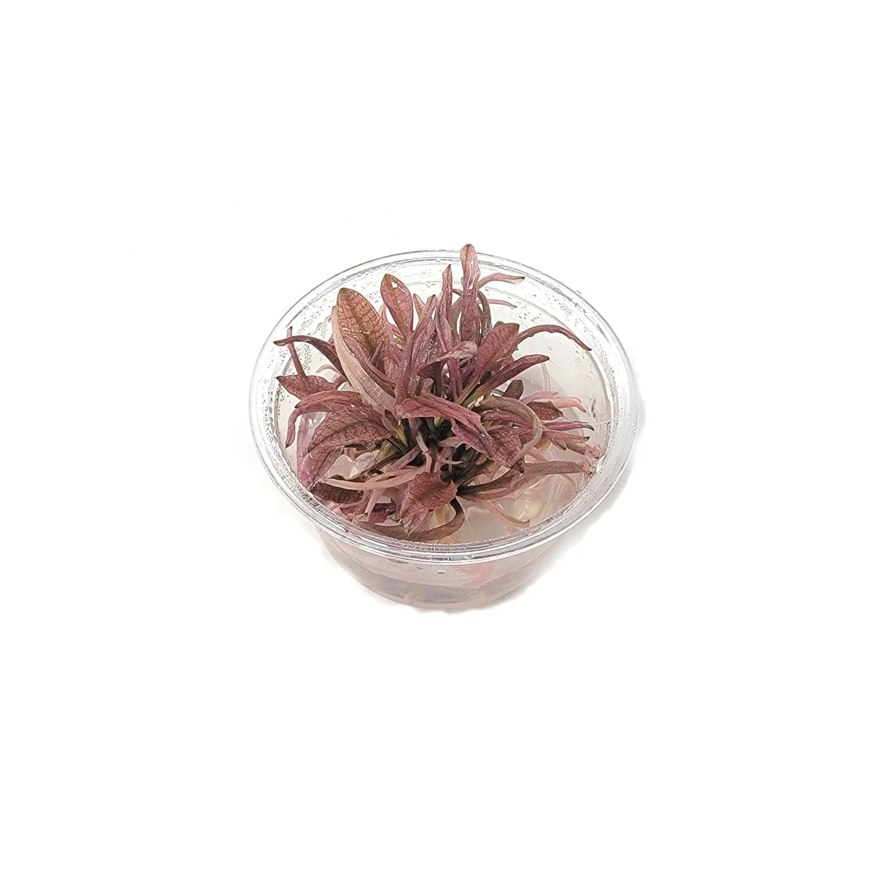 TCulture Cryptocoryne Flamingo (Pot/TC Cup) - Image 3