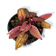 TCulture Cryptocoryne Flamingo (Pot/TC Cup) - Image 4
