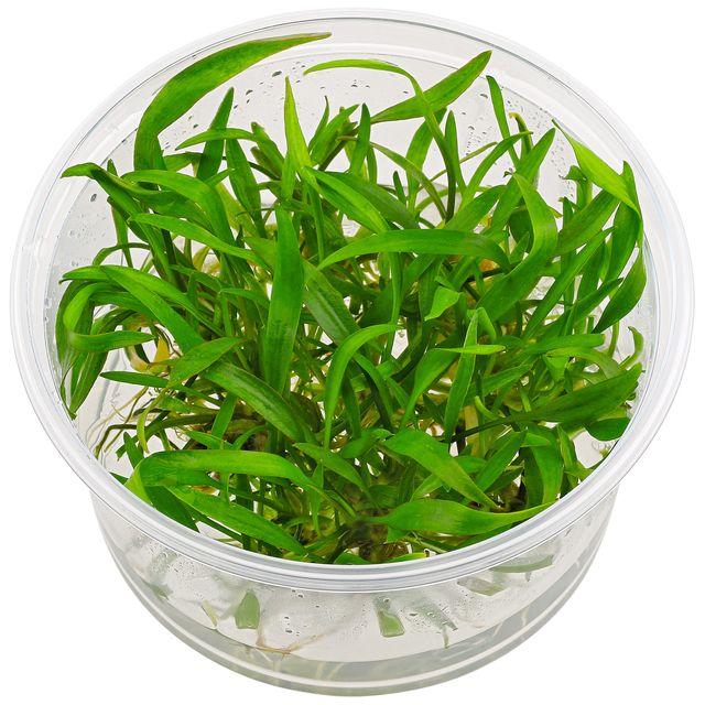 TCulture Cryptocoryne Lucens (Pot/TC Cup) - Image 2