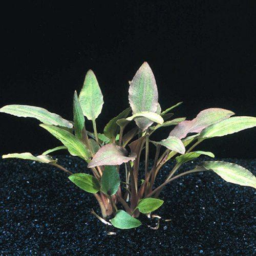 TCulture Cryptocoryne Walkeri (Pot) - Image 2
