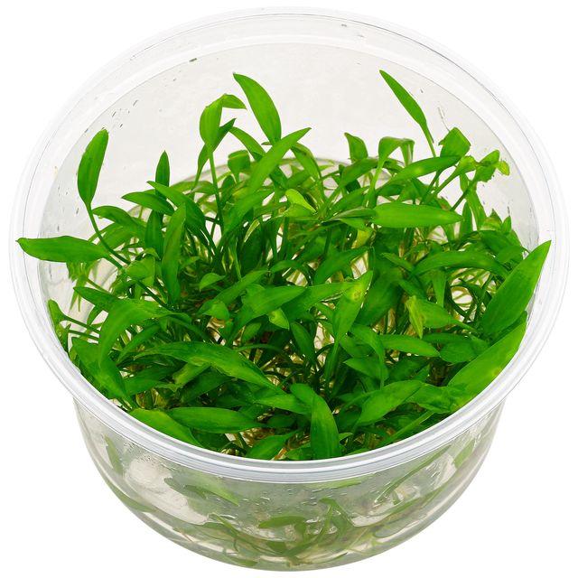 TCulture Cryptocoryne Willisii (Pot/TC Cup) - Image 2