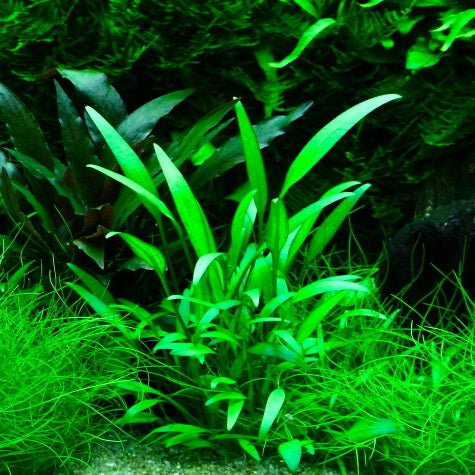 TCulture Cryptocoryne Willisii (Pot/TC Cup) - Image 3