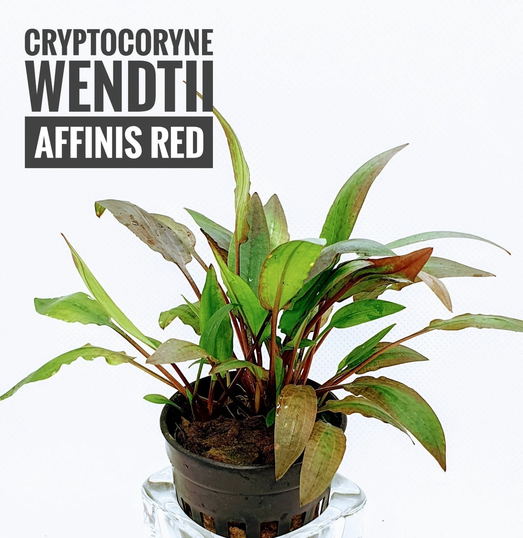 TCulture Cryptocoryne Wendtii Affinis Red (Pot/TC Cup)