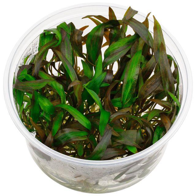 TCulture Cryptocoryne Wendtii Affinis Red (Pot/TC Cup) - Image 2