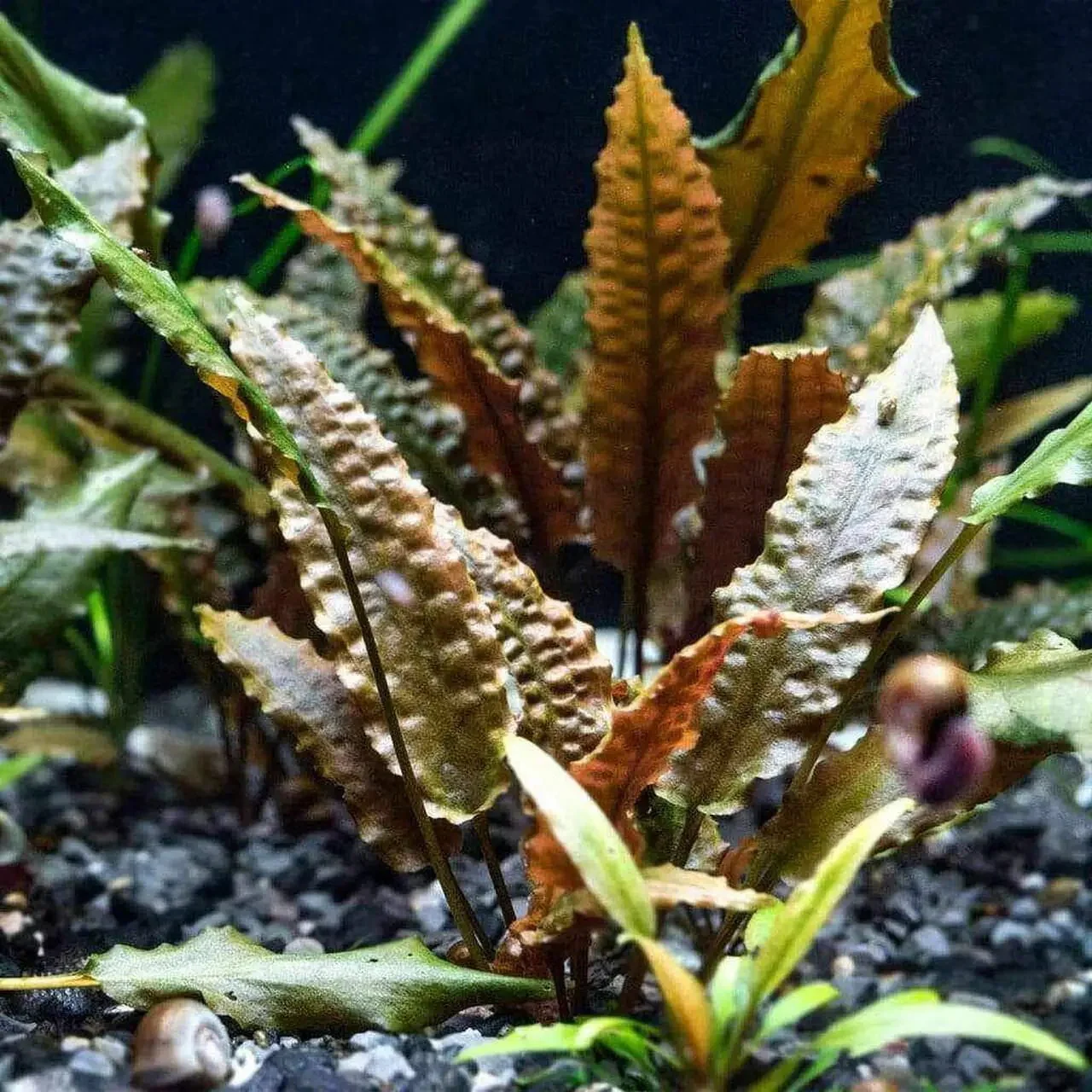 TCulture Cryptocoryne Wendtii 'Brown' (Pot) - Image 2