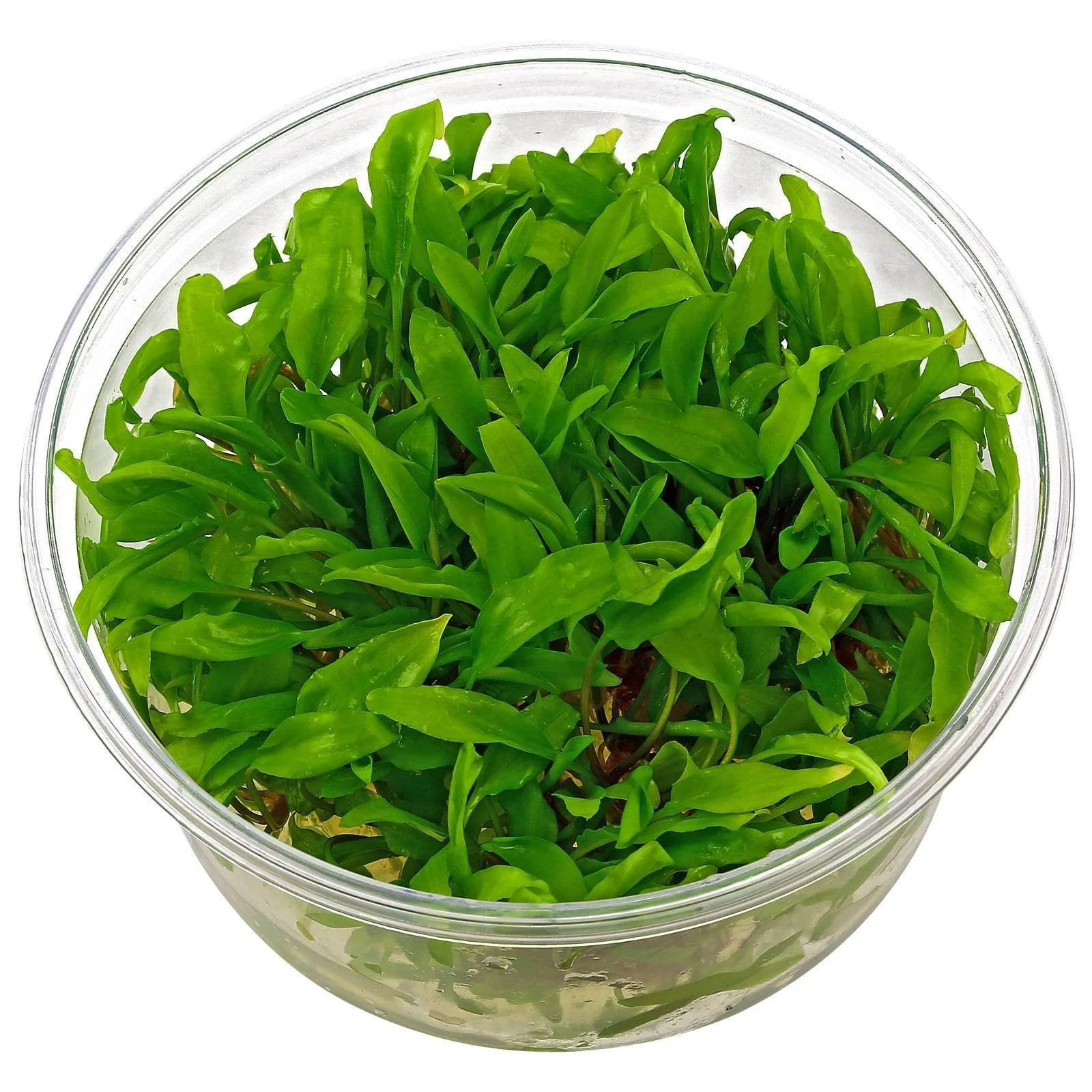 TCulture Cryptocoryne Wendtii 'Green' (Pot/TC Cup) - Image 2