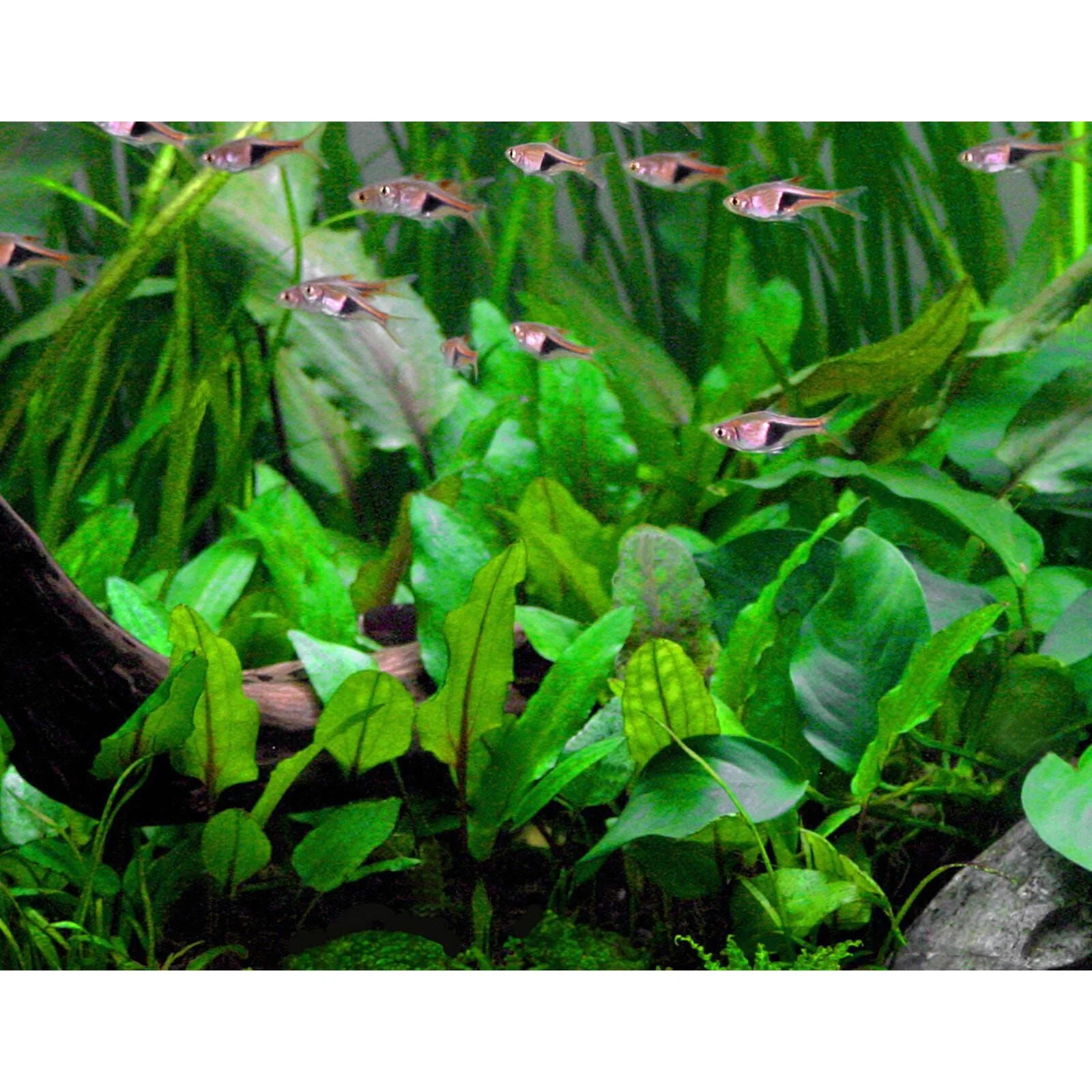 TCulture Cryptocoryne Wendtii 'Green' (Pot/TC Cup) - Image 3