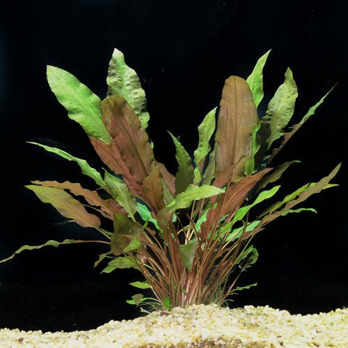TCulture Cryptocoryne Wendtii Mi Oya (Pot/TC Cup) - Image 2