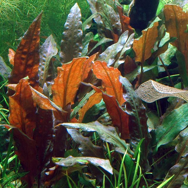 TCulture Cryptocoryne Wendtii Mi Oya (Pot/TC Cup) - Image 3