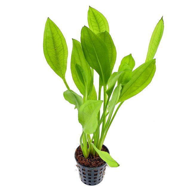 TCulture Echinodorus Amazonicus (Pot)