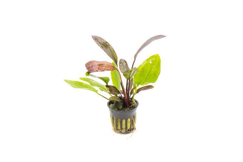 TCulture Echinodorus Red Flame (Pot)