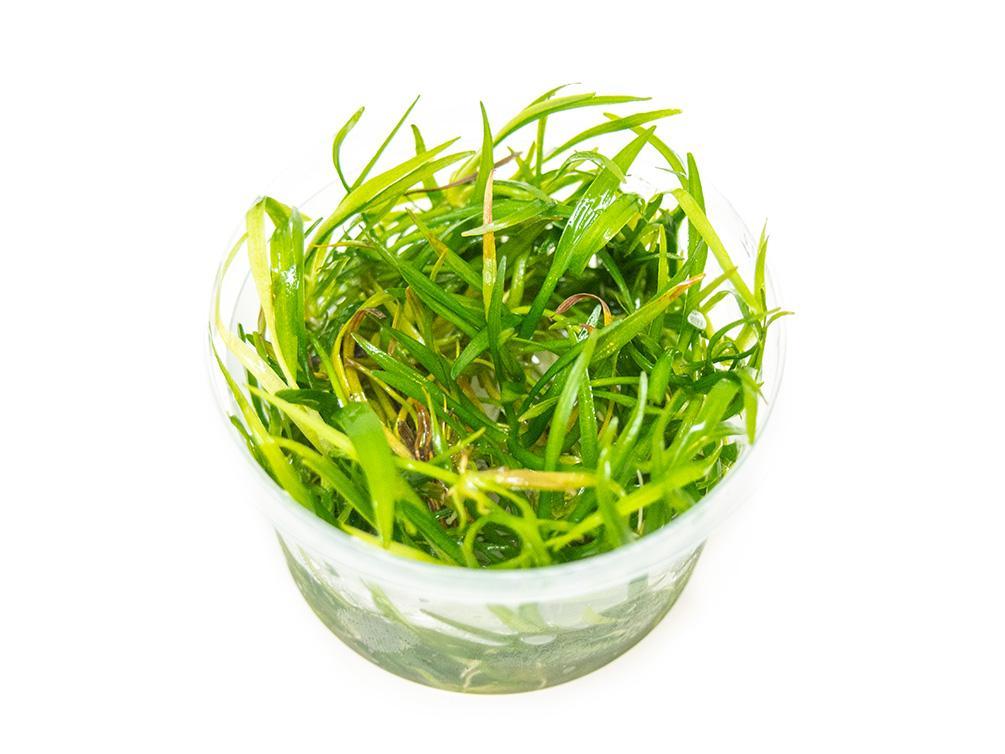 TCulture Helanthium Tenellus 'Green' (TC Cup)