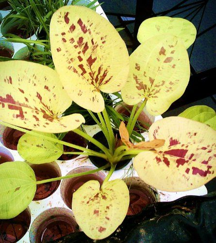 Echinodorus Yellow Sun (Pot) - Image 2