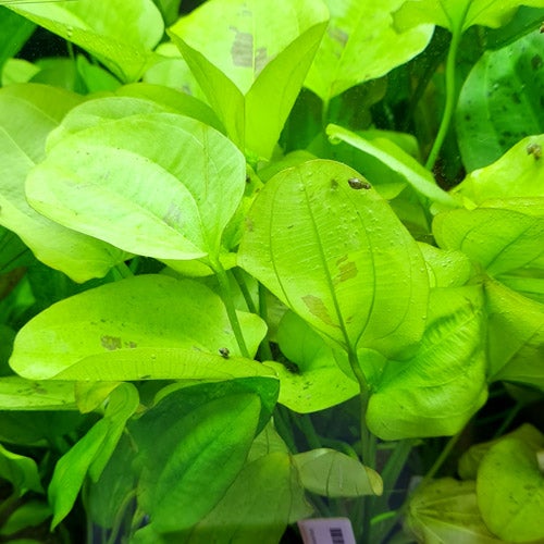 Echinodorus Yellow Sun (Pot) - Image 3
