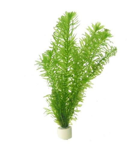 TCulture Egeria Densa (Hydrilla) (Pot)