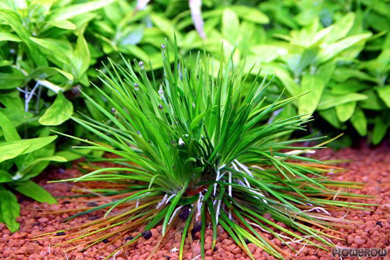 TCulture Eriocaulon Cinereum (TC Cup)