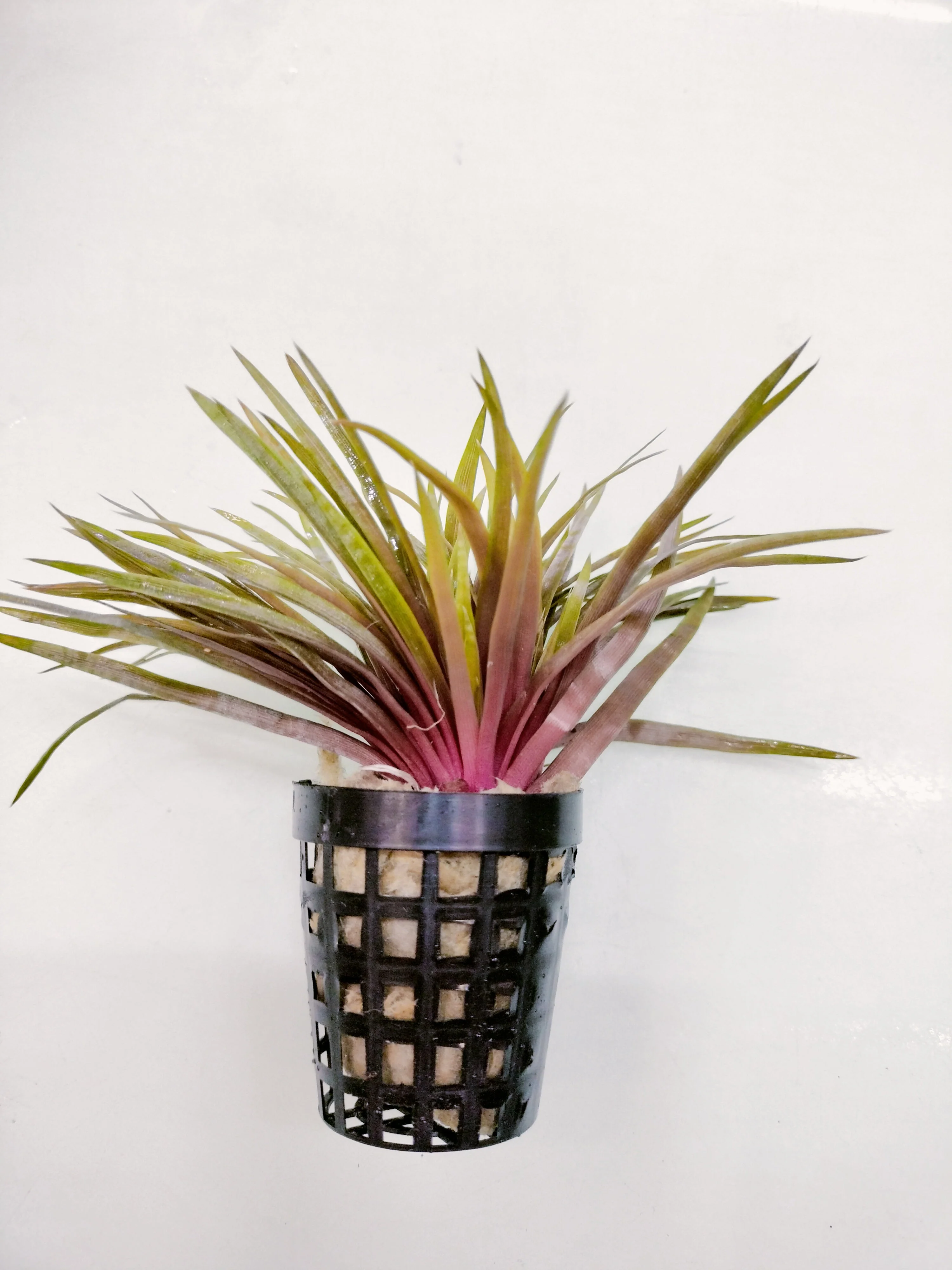 TCulture Eriocaulon Red (Pot) - Image 2