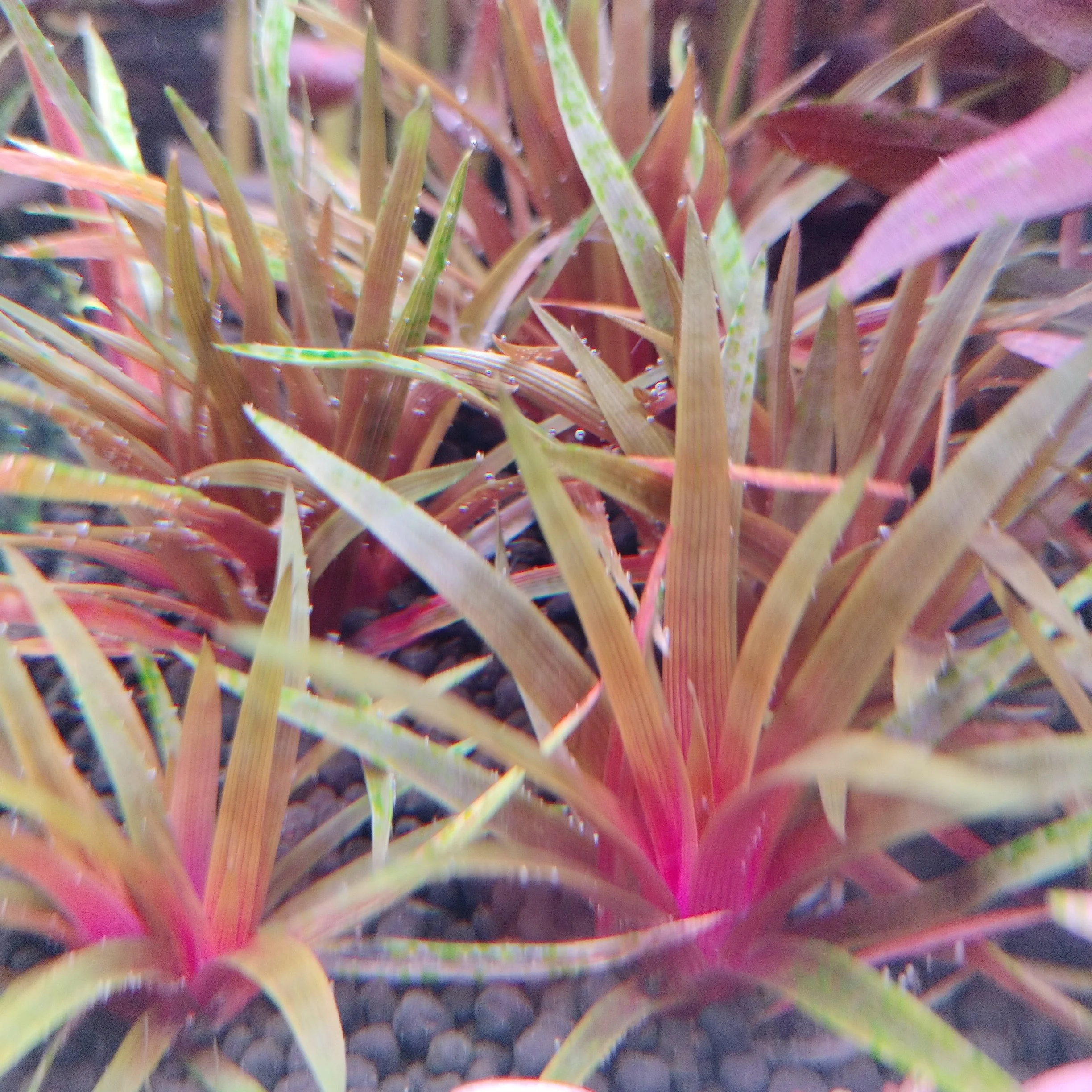 TCulture Eriocaulon Red (Pot) - Image 3