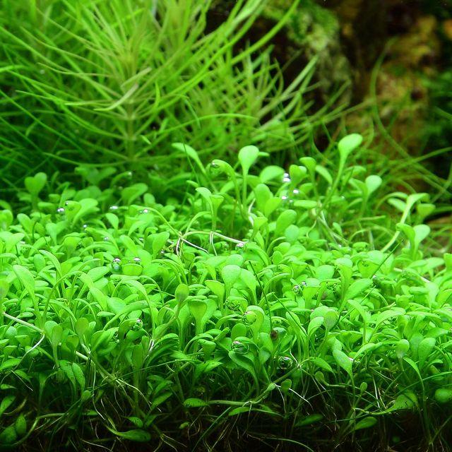 TCulture Glossostigma Elatinoides (Pot/TC Cup)