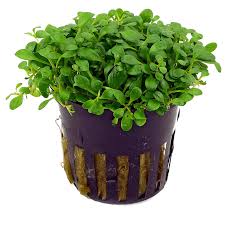 TCulture Glossostigma Elatinoides (Pot/TC Cup) - Image 2