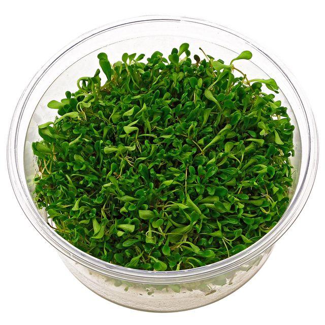 TCulture Glossostigma Elatinoides (Pot/TC Cup) - Image 3