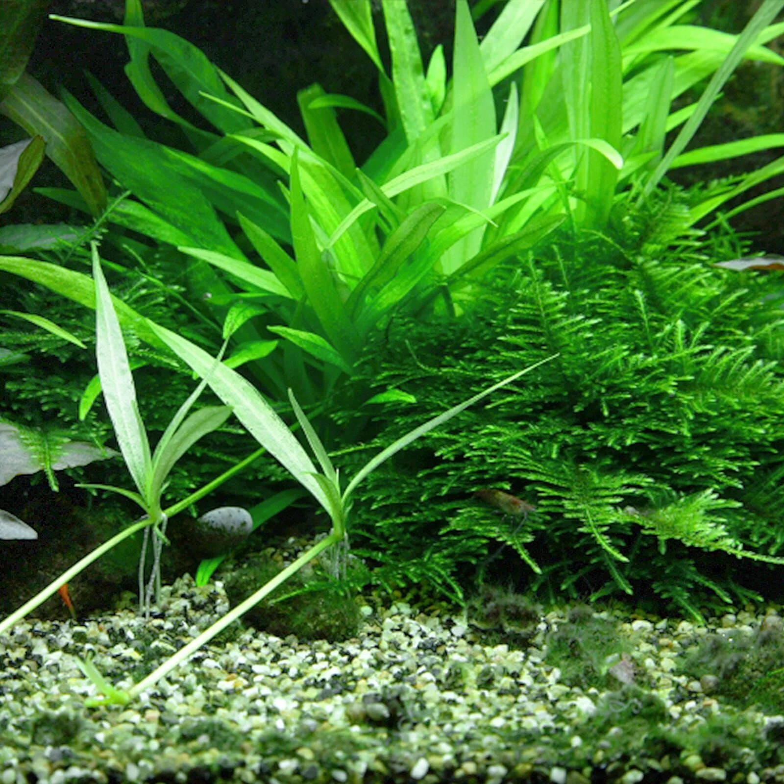 TCulture Helanthium 'Quadricostatus' (Pot/TC Cup) - Image 4