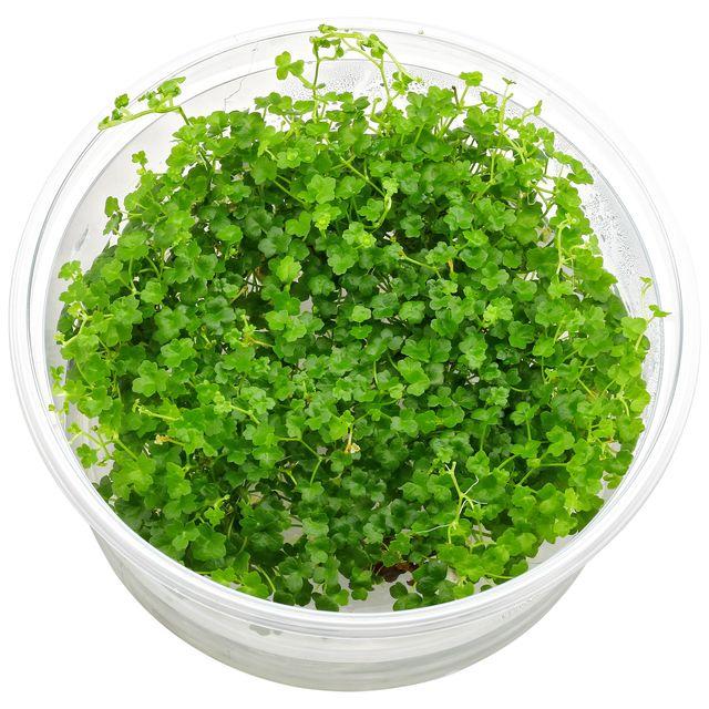 TCulture Hydrocotyle tripartita ´Mini´