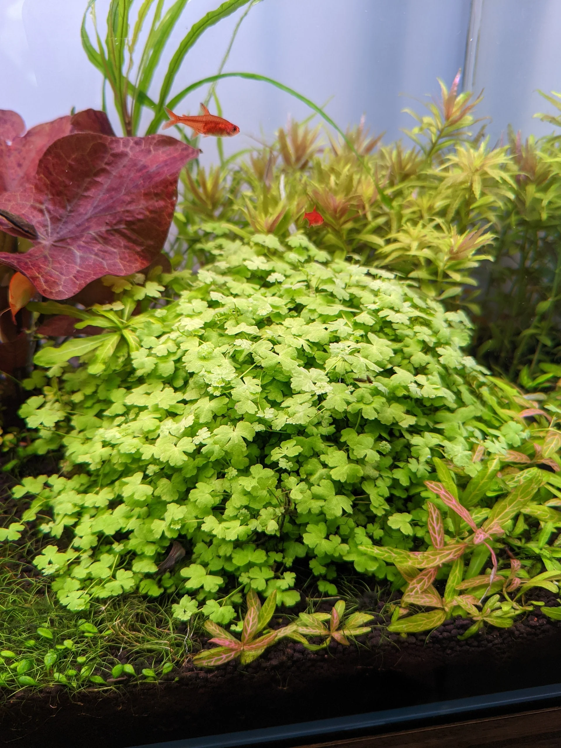 TCulture Hydrocotyle Tripartita Pad (15 x 8cm) - Image 2