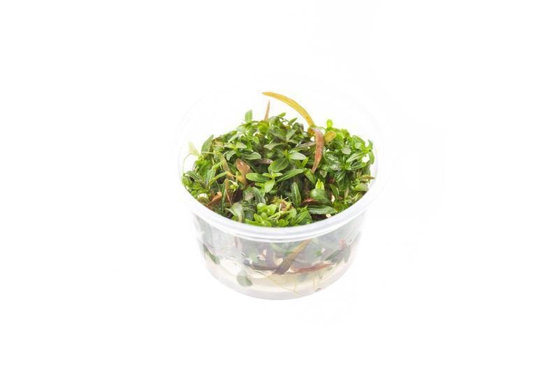 TCulture Hygrophila Lancea Araguaia (Pot/TC Cup) - Image 2