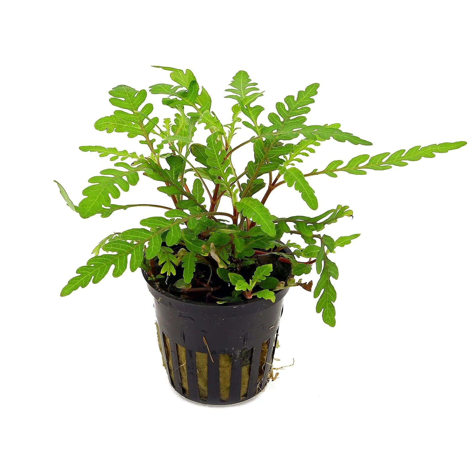 TCulture Hygrophila Pinnatifida (Pot/TC Cup)