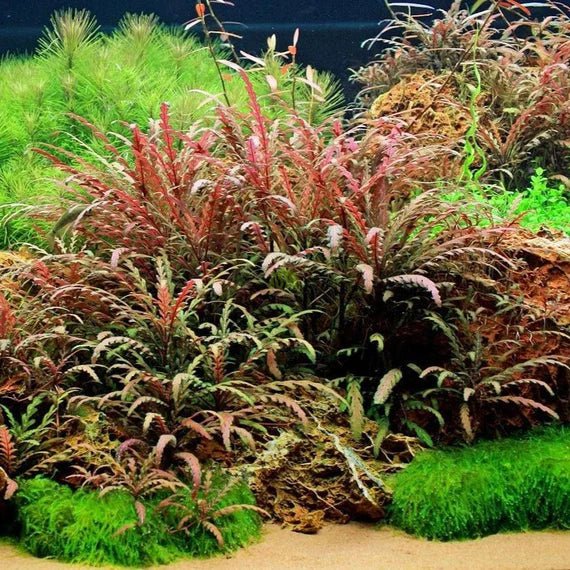 TCulture Hygrophila Pinnatifida (Pot/TC Cup) - Image 3