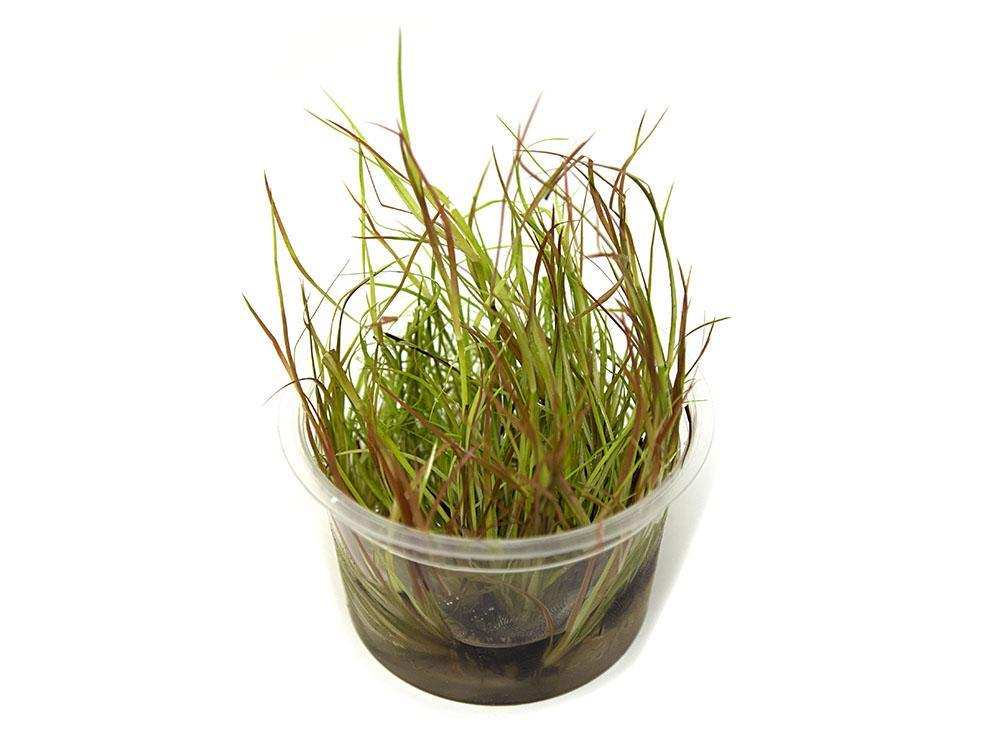 TCulture Juncus Repens (Pot/TC Cup) - Image 2