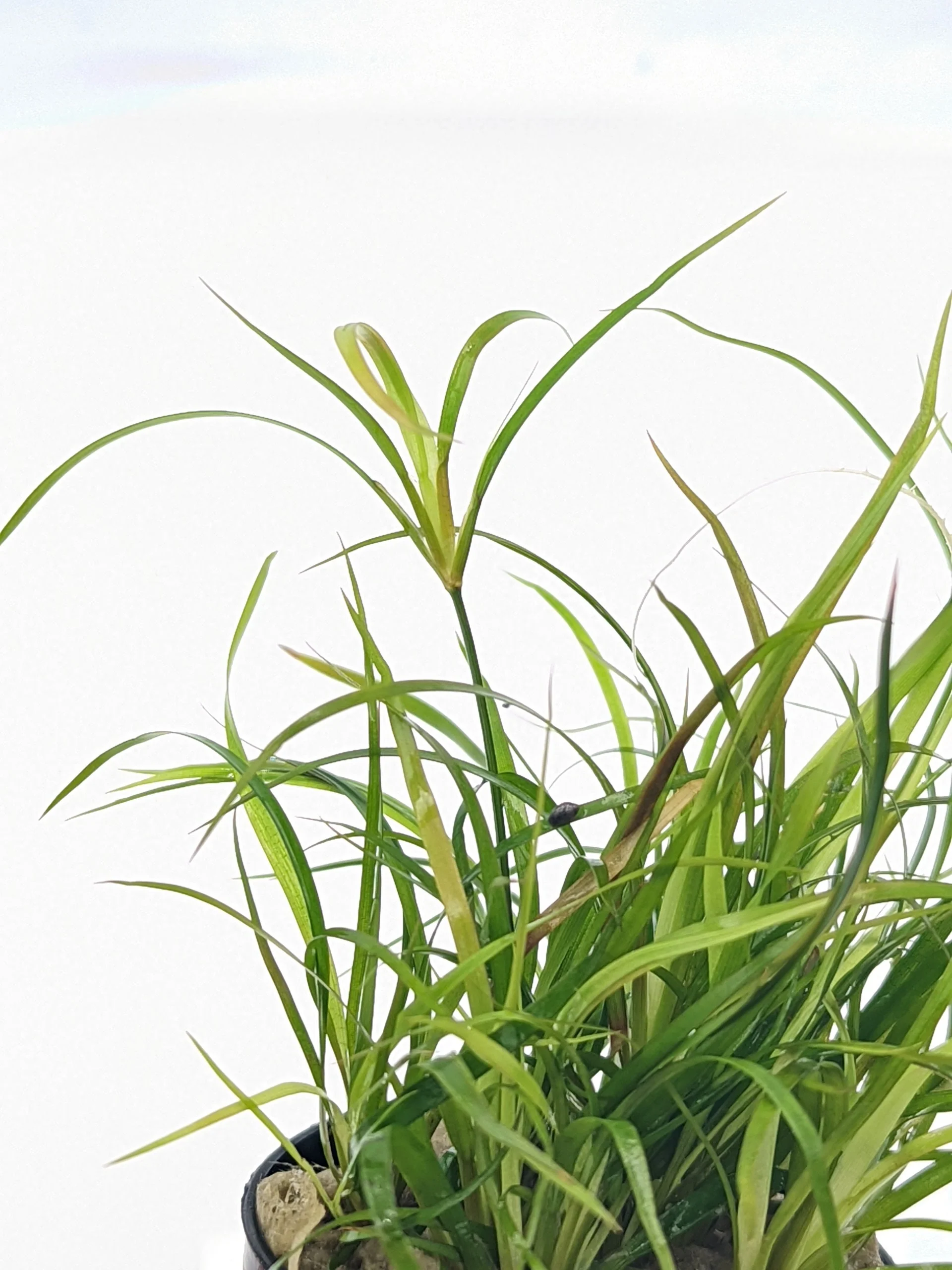 TCulture Juncus Repens (Pot/TC Cup) - Image 3